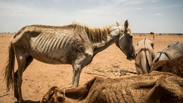 caballo-mauritania.jpg