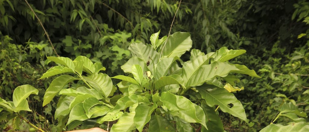 rs85857_img_0598-_coffee_rust_on_leaves.jpg