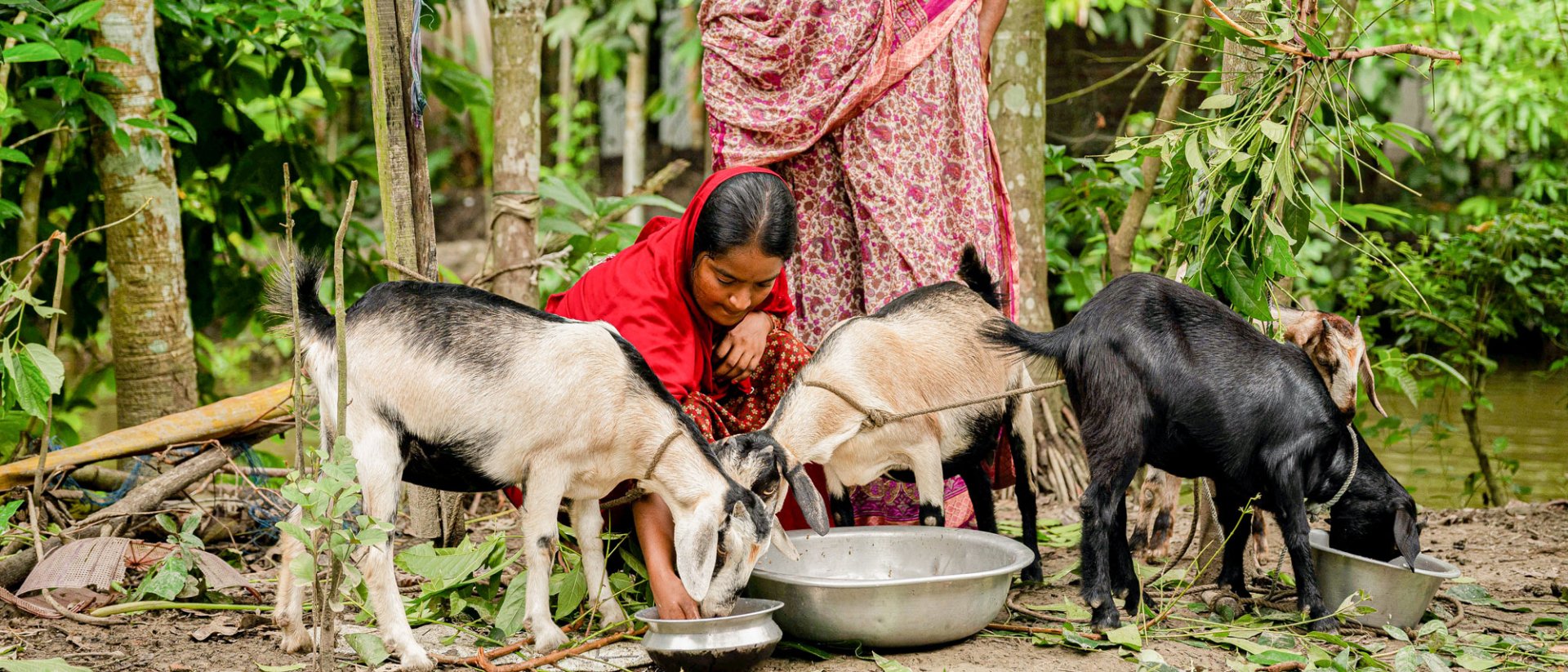 Amina le da de comer a unas cabras - Save the Children bangladés