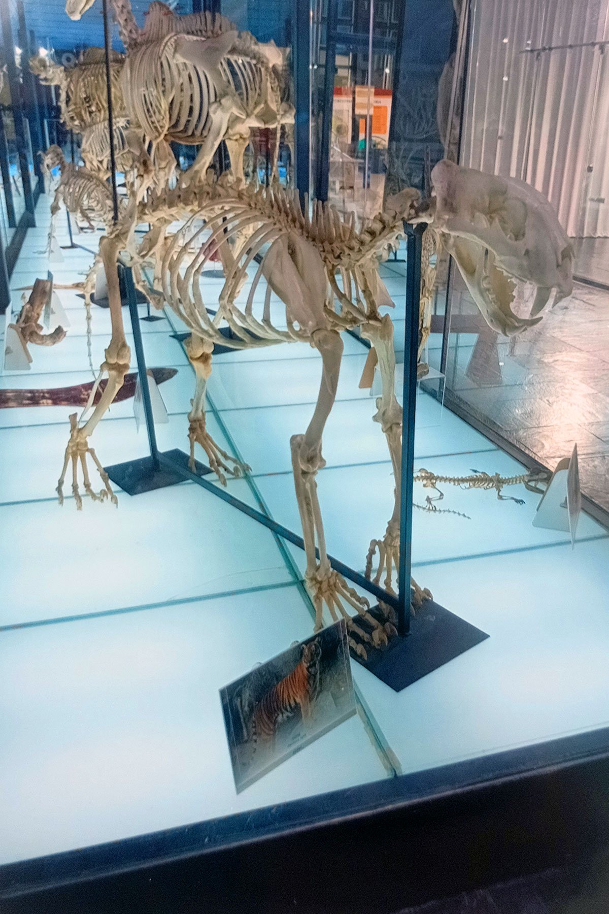 Photovoice Dinosaurios