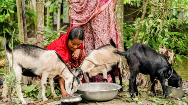 Amina le da de comer a unas cabras - Save the Children bangladés