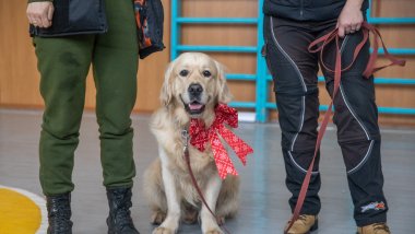 Terapia con animales para niños de Ucrania