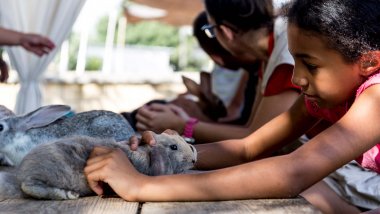 Niña socializa con conejo en el campamento de Save the Children Campamento de verano 2019 - Niña con conejo